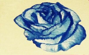 Zila roze